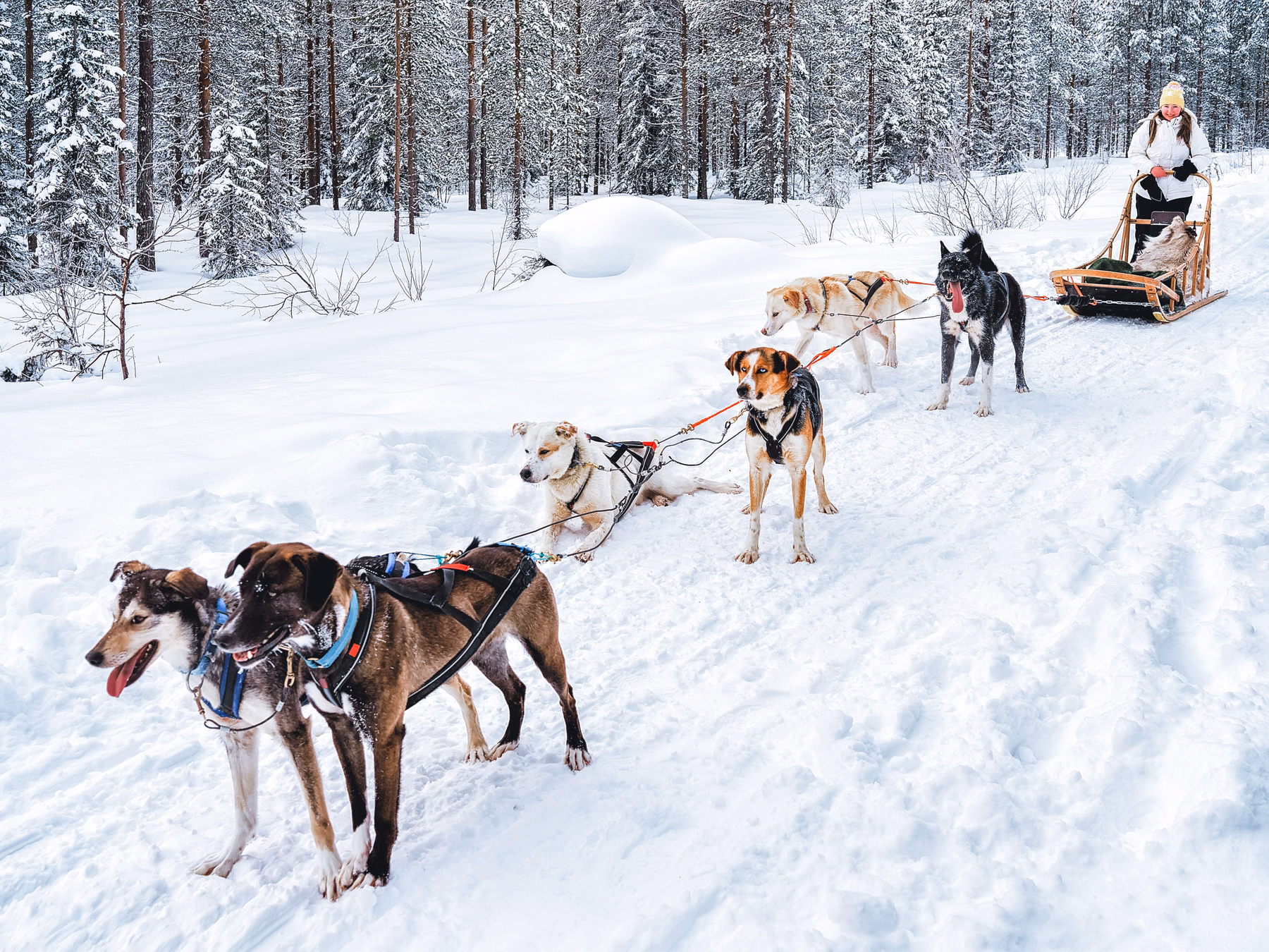 Kelionė į Laplandiją aplankant Kalėdų senelio namus (6 d.)