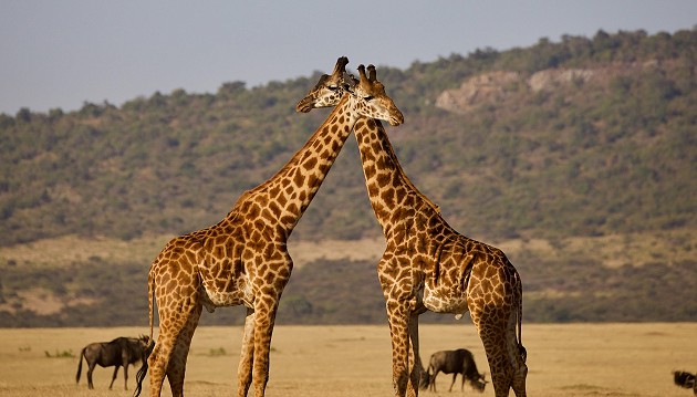 Kelionė į Afriką: mėgaukitės safariais Tanzanijoje ir poilsiaukite Zanzibaro paplūdimiuose už 2850€