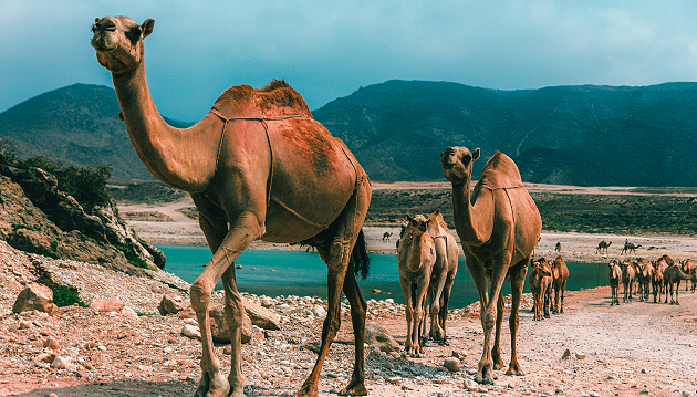 Pasakiškas Omanas: pažintinė individuali kelionė už 1470€