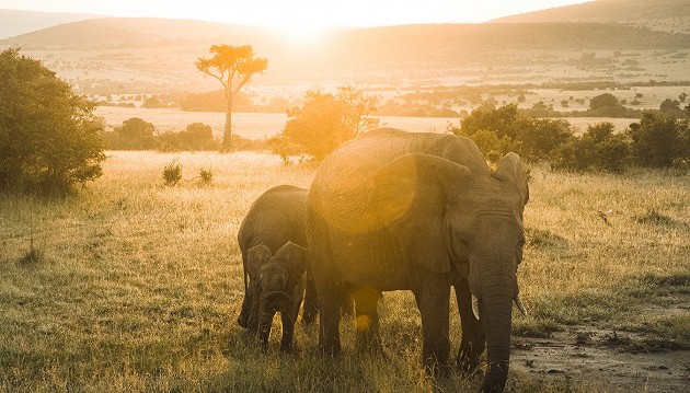 Safario nuotykiai Kenijoje už 1305€: 7 d. pažintinė kelionė su ekskursijomis pagal programą