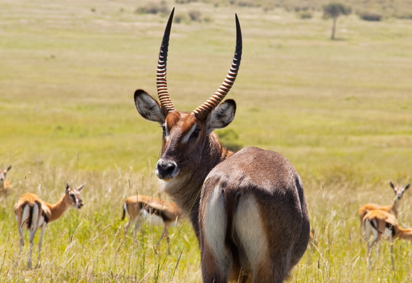 Tanzanijos safarių nuotykis ir poilsis Zanzibare