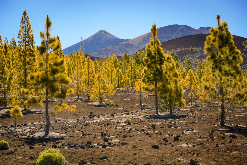 Ispanija, Tenerifė